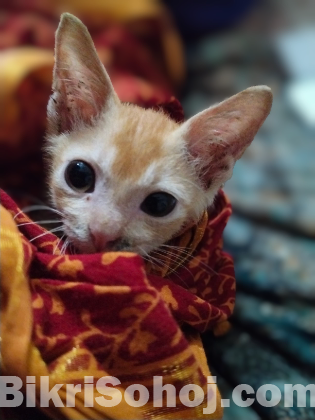 মিক্সড ব্রিড বিড়াল